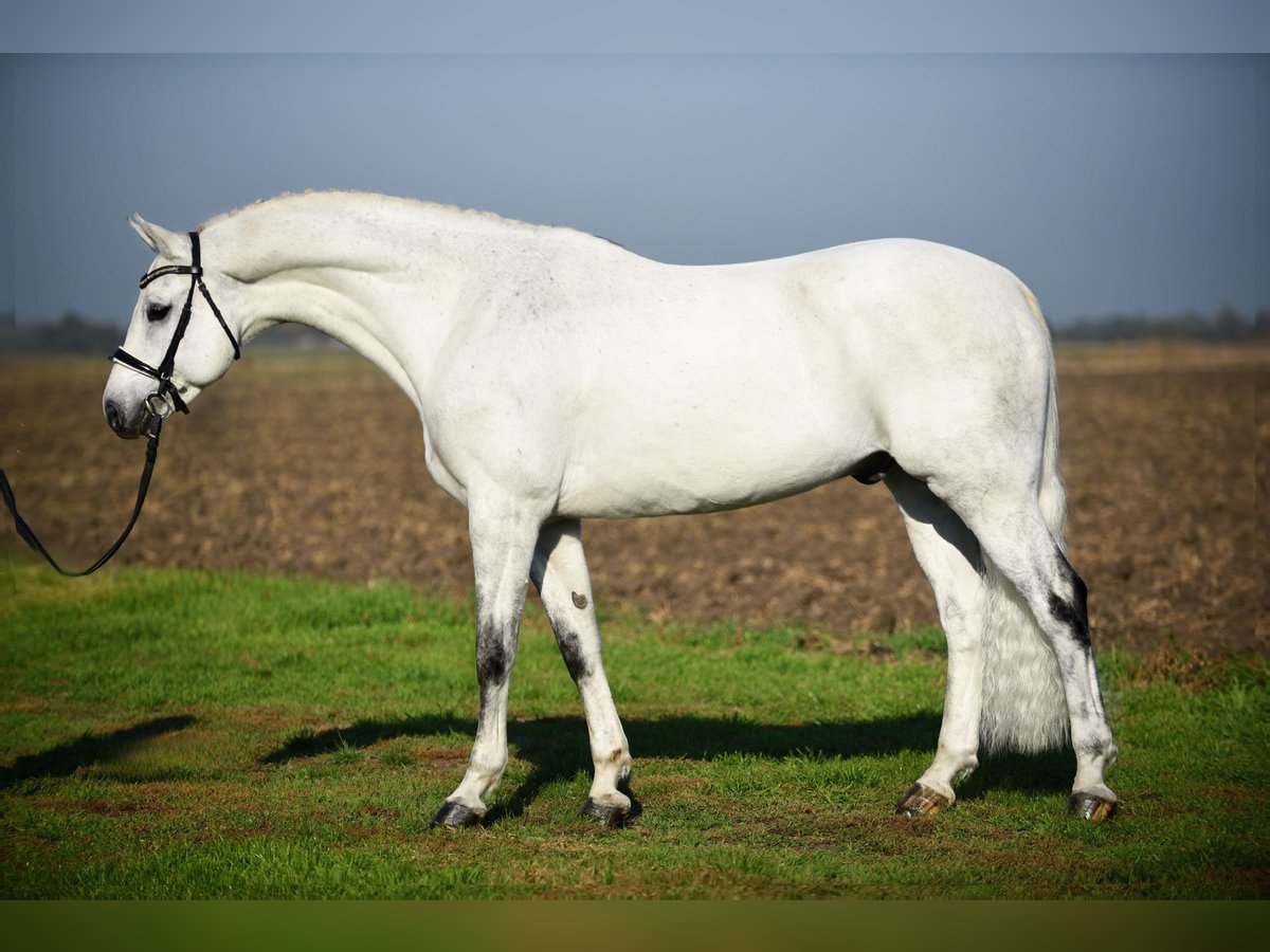 Cheval de sport allemand Hongre 8 Ans 168 cm Gris in Cegléd