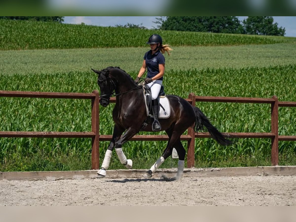 Cheval de sport allemand Hongre 8 Ans 169 cm Noir in Abstatt