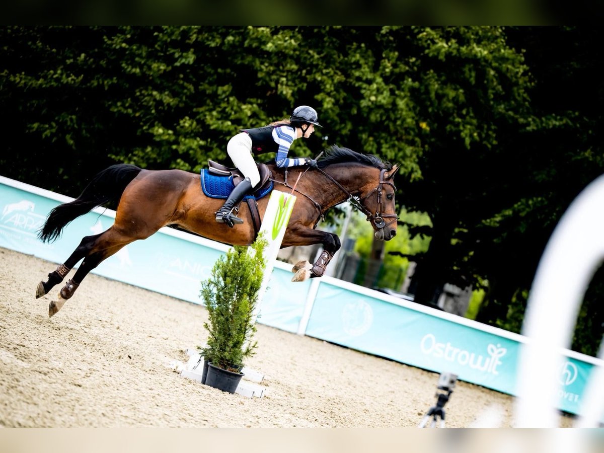 Cheval de sport allemand Hongre 8 Ans 170 cm Bai in Eufemin&#xF3;w