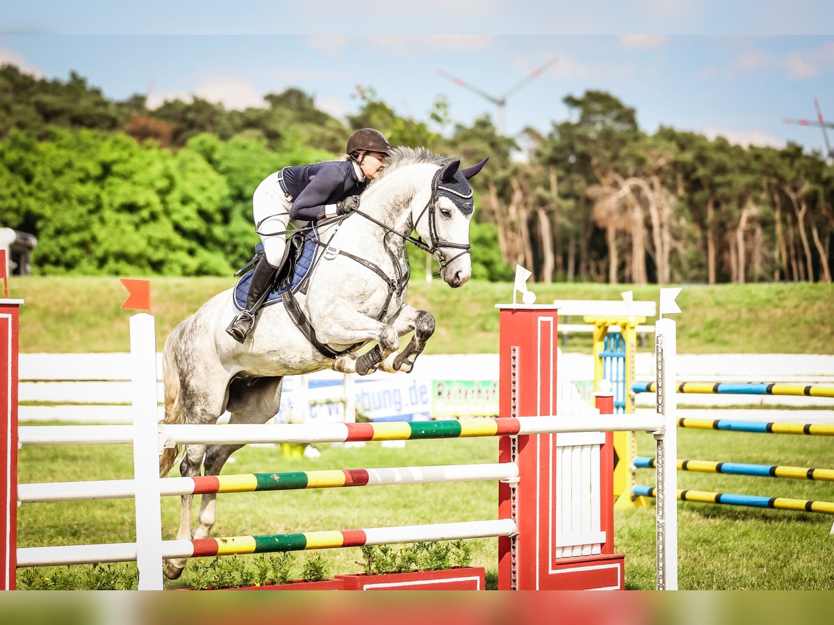 Cheval de sport allemand Hongre 8 Ans 172 cm Gris in Sch&#xF6;nwalde