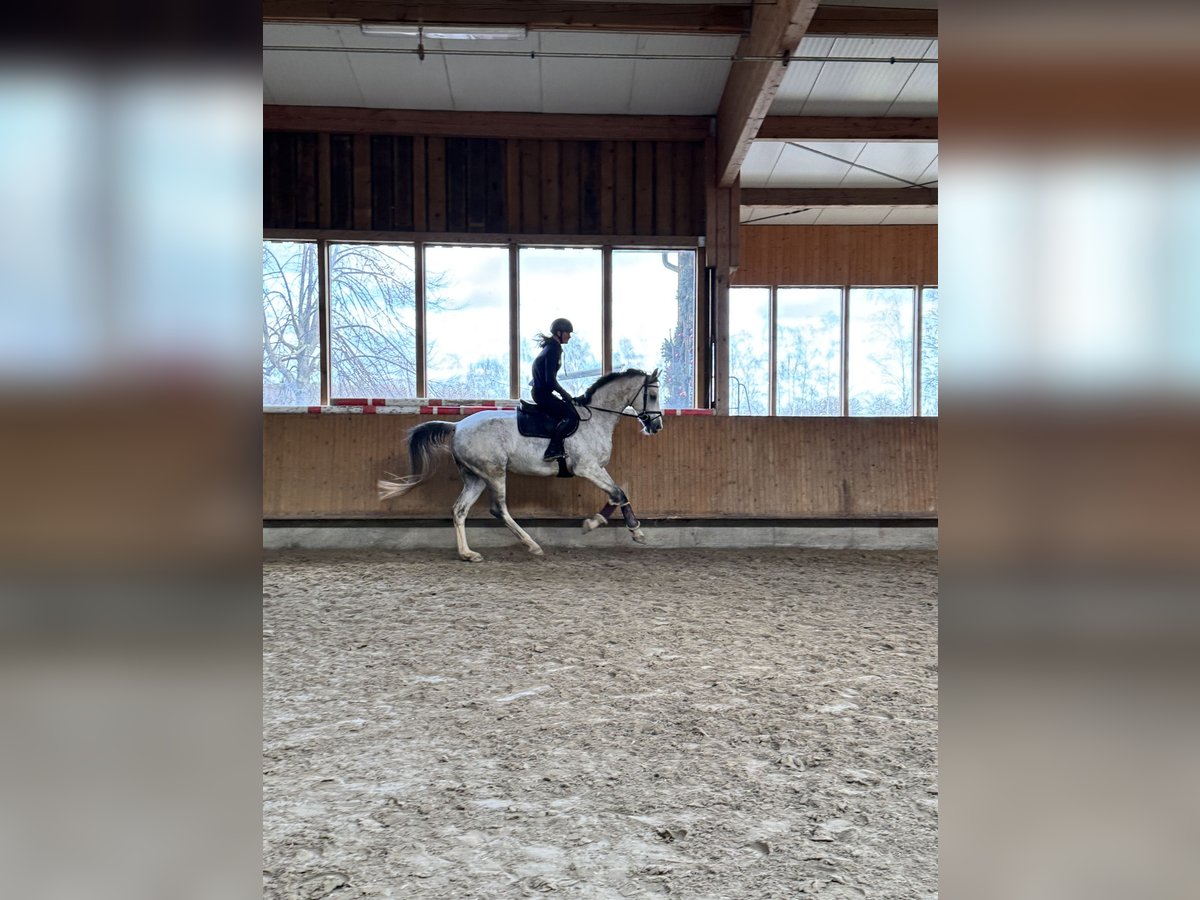 Cheval de sport allemand Hongre 8 Ans 173 cm Gris pommelé in Göda