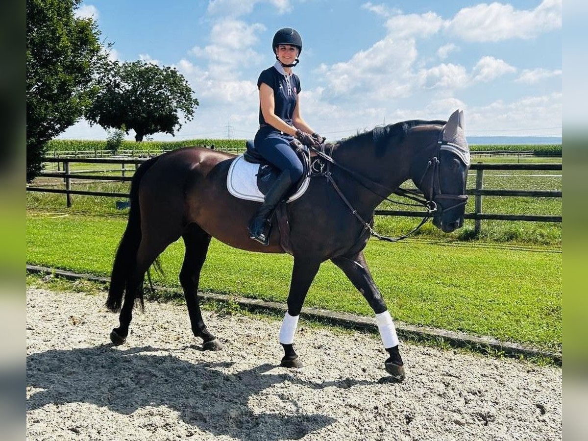 Cheval de sport allemand Hongre 8 Ans 173 cm Noir in Endingen am Kaiserstuhl