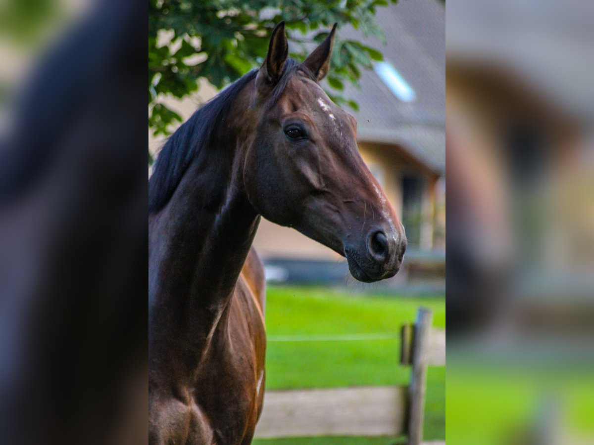 Cheval de sport allemand Hongre 8 Ans 179 cm Bai brun in Fehrbellin
