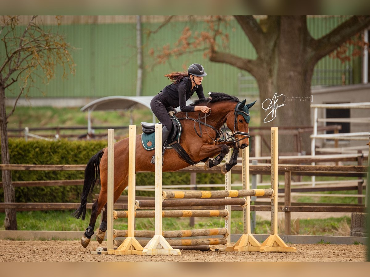 Cheval de sport allemand Hongre 9 Ans 164 cm Bai in Ahrensfelde
