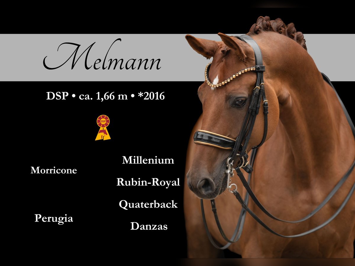 Cheval de sport allemand Hongre 9 Ans 166 cm Alezan brûlé in Wehringen