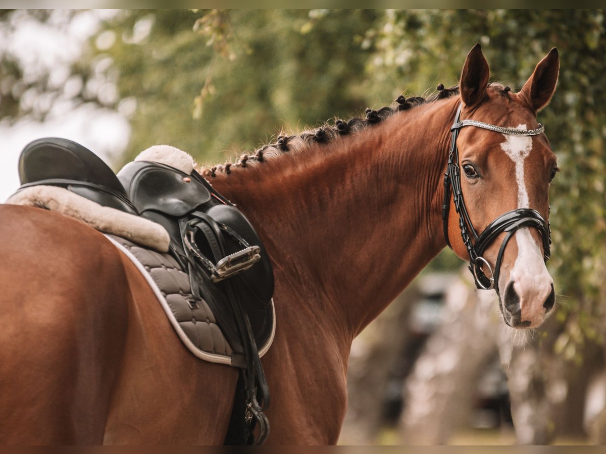 Cheval de sport allemand Hongre 9 Ans 170 cm Bai in Dahme