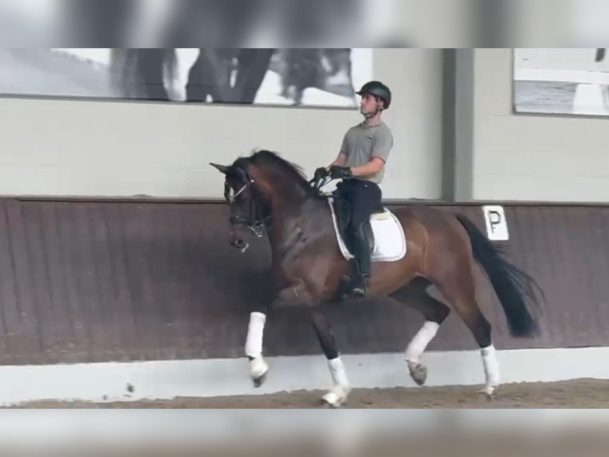 Cheval de sport allemand Hongre 9 Ans 172 cm Bai in Duisburg