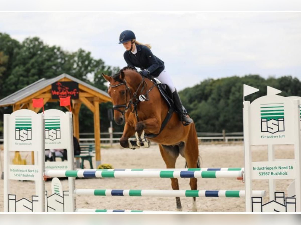 Cheval de sport allemand Hongre 9 Ans 172 cm Bai in Dierdorf