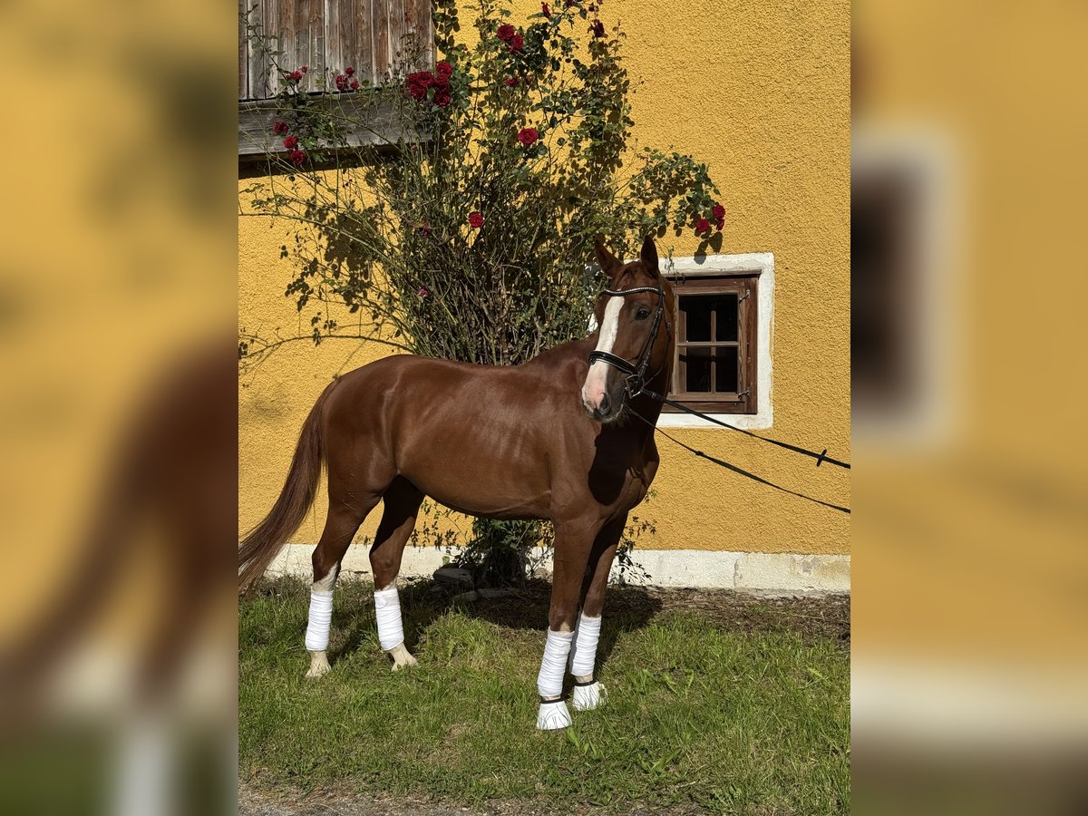 Cheval de sport allemand Hongre 9 Ans 175 cm Alezan in Tiefgraben