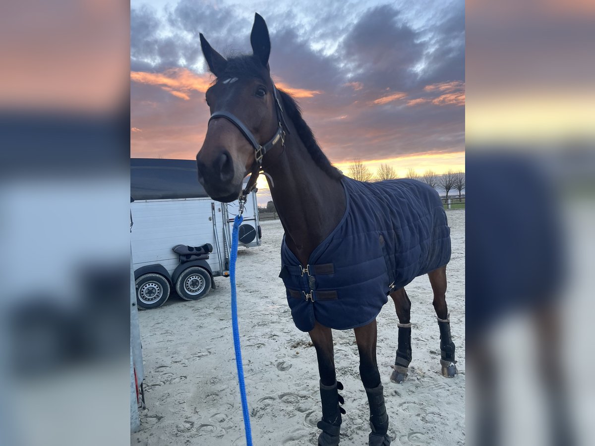 Cheval de sport allemand Hongre 9 Ans 175 cm Bai in Pulheim