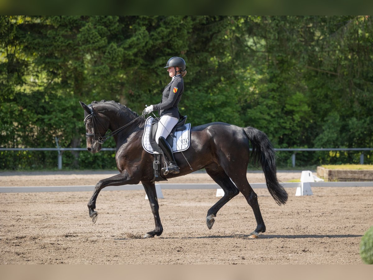 Cheval de sport allemand Hongre 9 Ans 180 cm Bai brun foncé in Zaisenhausen