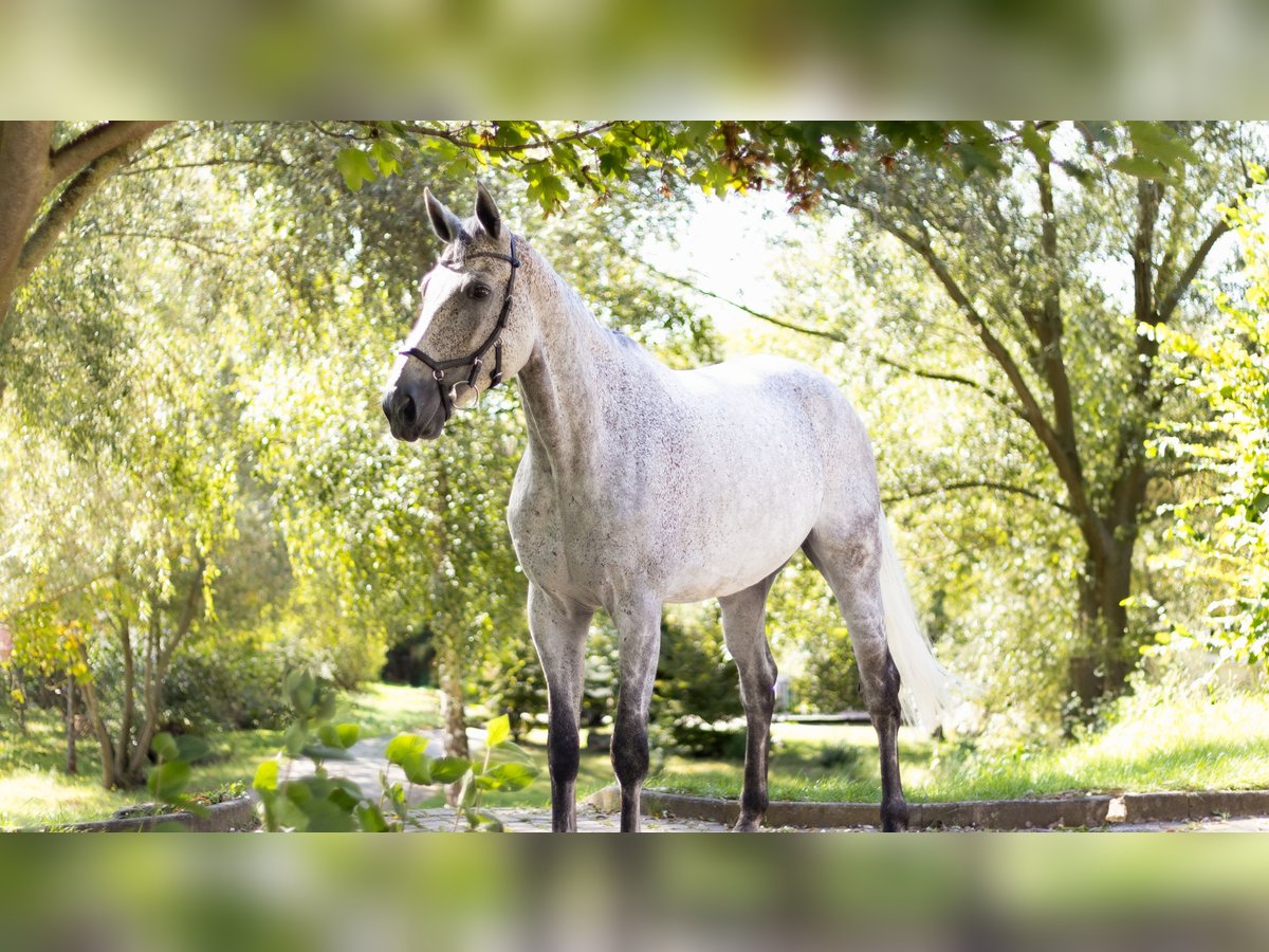 Cheval de sport allemand Hongre 9 Ans 180 cm Gris in Schadeleben