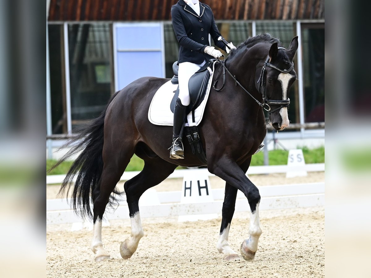 Cheval de sport allemand Hongre 9 Ans 180 cm Noir in Telfs Cheval de sport allemand Hongre 9 Ans 180 cm Noir in Telfs