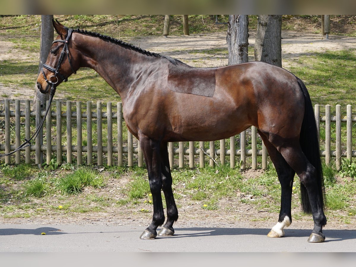 Cheval de sport allemand Jument 10 Ans 163 cm Bai in Schenklengsfeld