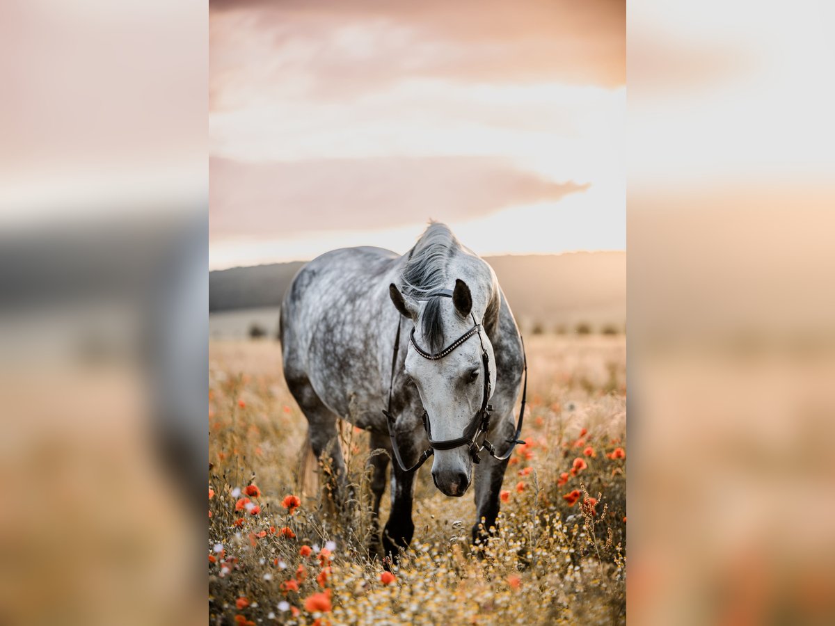 Cheval de sport allemand Jument 10 Ans 163 cm Gris in Sibbesse