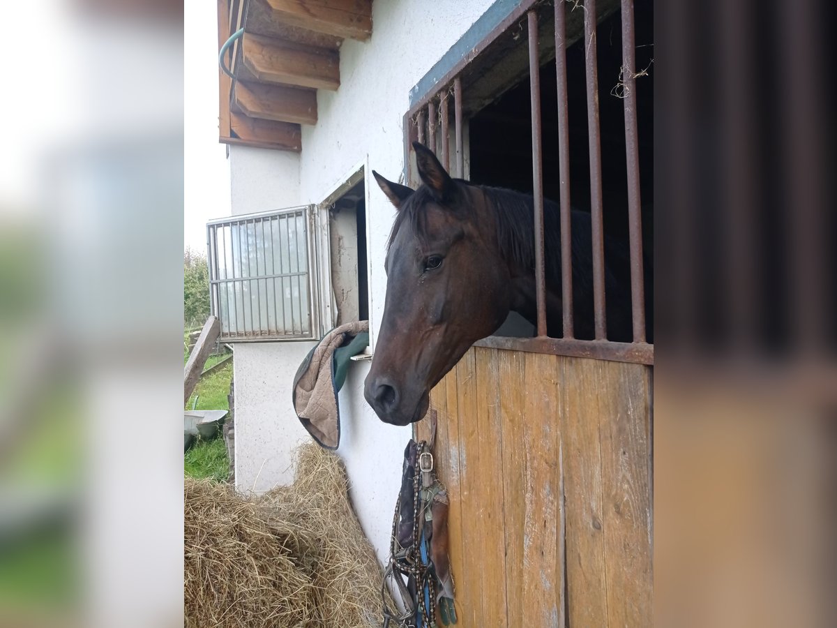 Cheval de sport allemand Jument 10 Ans 164 cm Bai brun in Höheischweiler