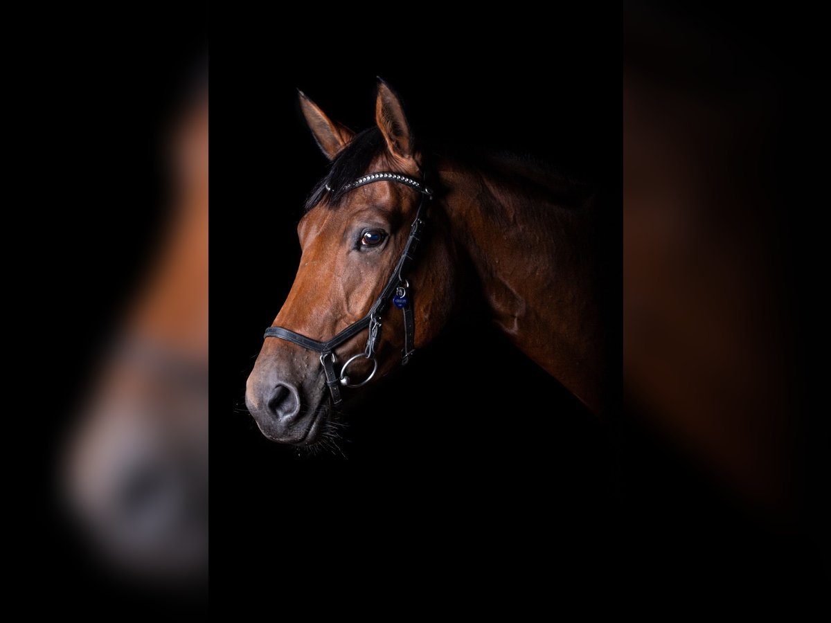 Cheval de sport allemand Jument 10 Ans 167 cm Bai in Grimma