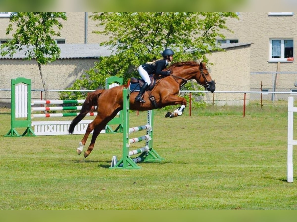 Cheval de sport allemand Jument 10 Ans 168 cm in Sperenberg