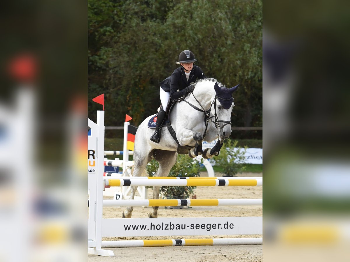 Cheval de sport allemand Jument 10 Ans 168 cm Gris in Eppingen