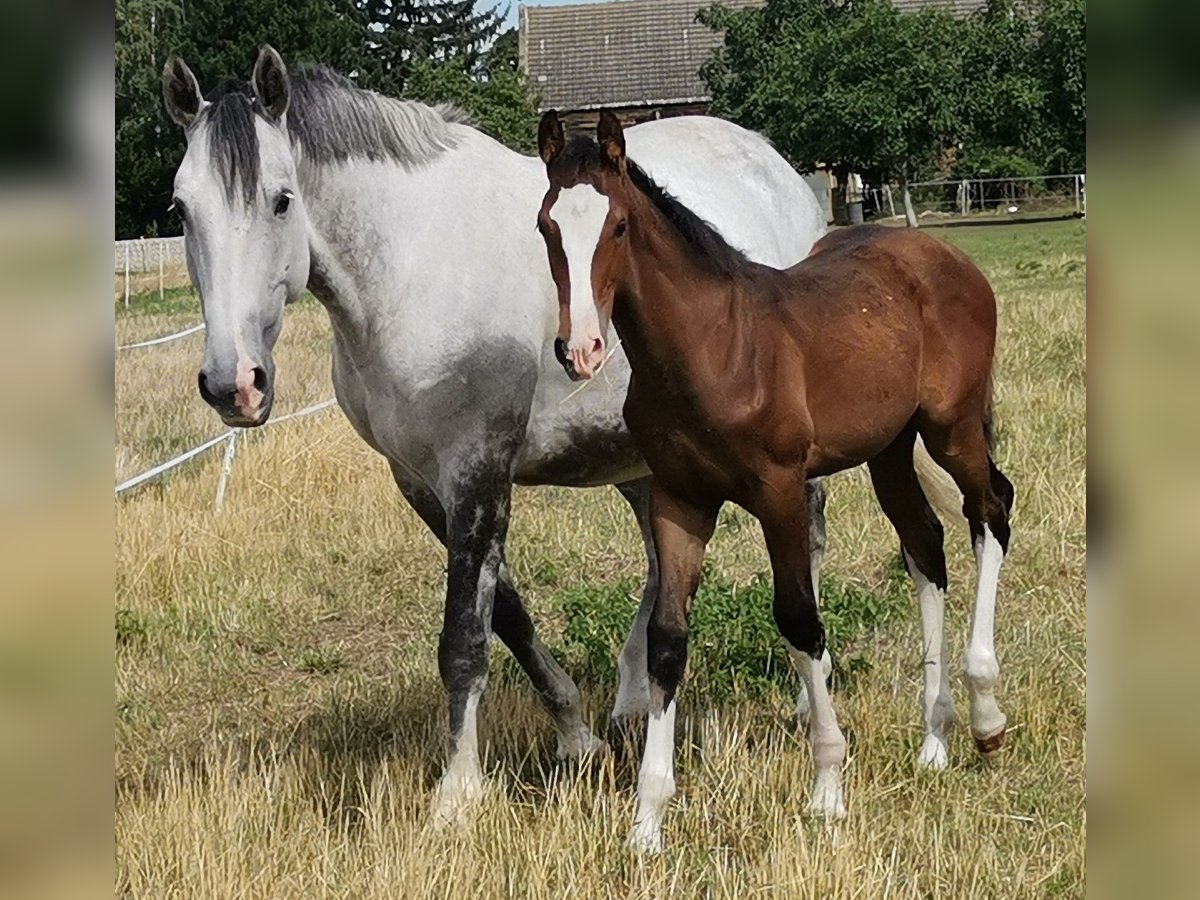 Cheval de sport allemand Jument 10 Ans 168 cm Gris in Bitterfeld- Wolfen