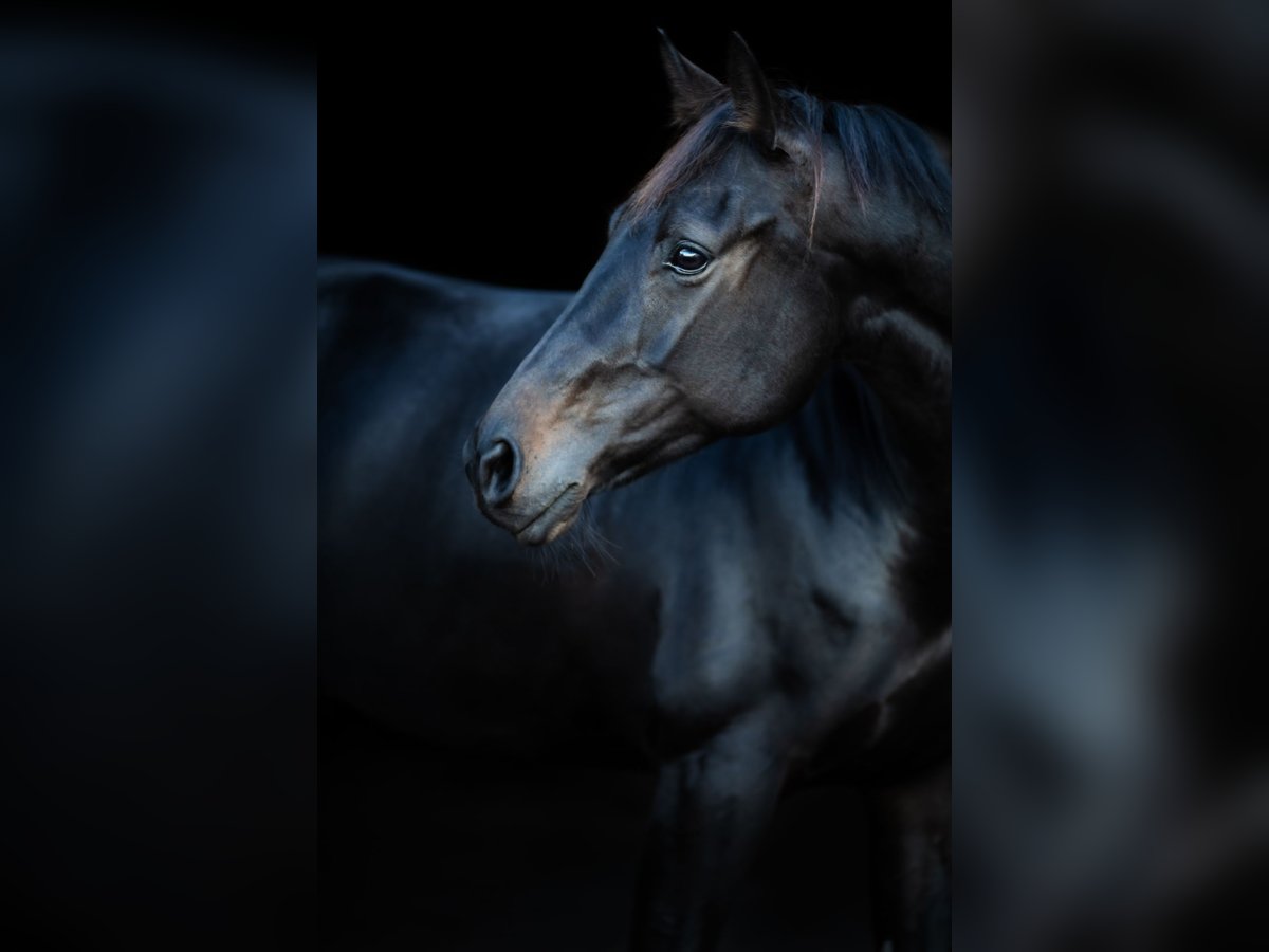 Cheval de sport allemand Jument 10 Ans 169 cm Bai brun in Oberkrämer