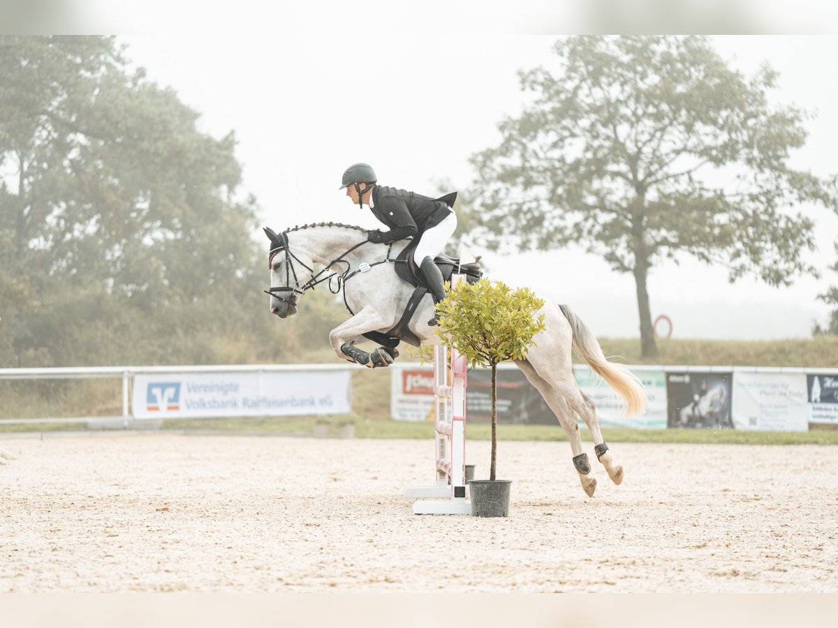 Cheval de sport allemand Jument 10 Ans 169 cm Gris in Idar-Oberstein