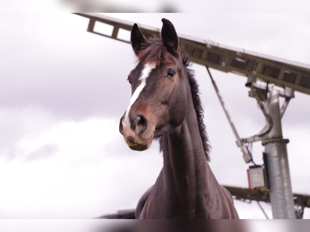 Cheval de sport allemand Jument 10 Ans 170 cm Bai in Wien, Donaustadt