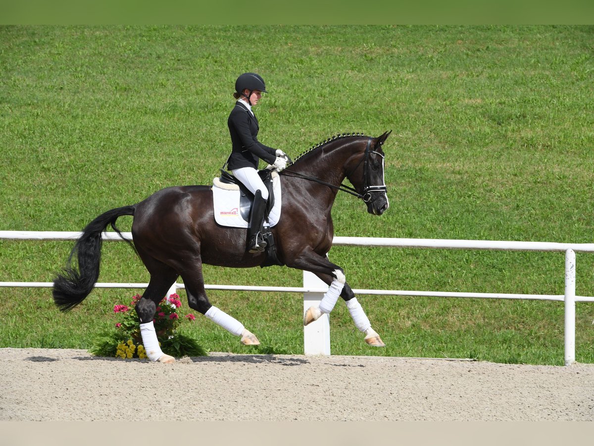 Cheval de sport allemand Jument 10 Ans 177 cm Noir in Bad Wörishofen