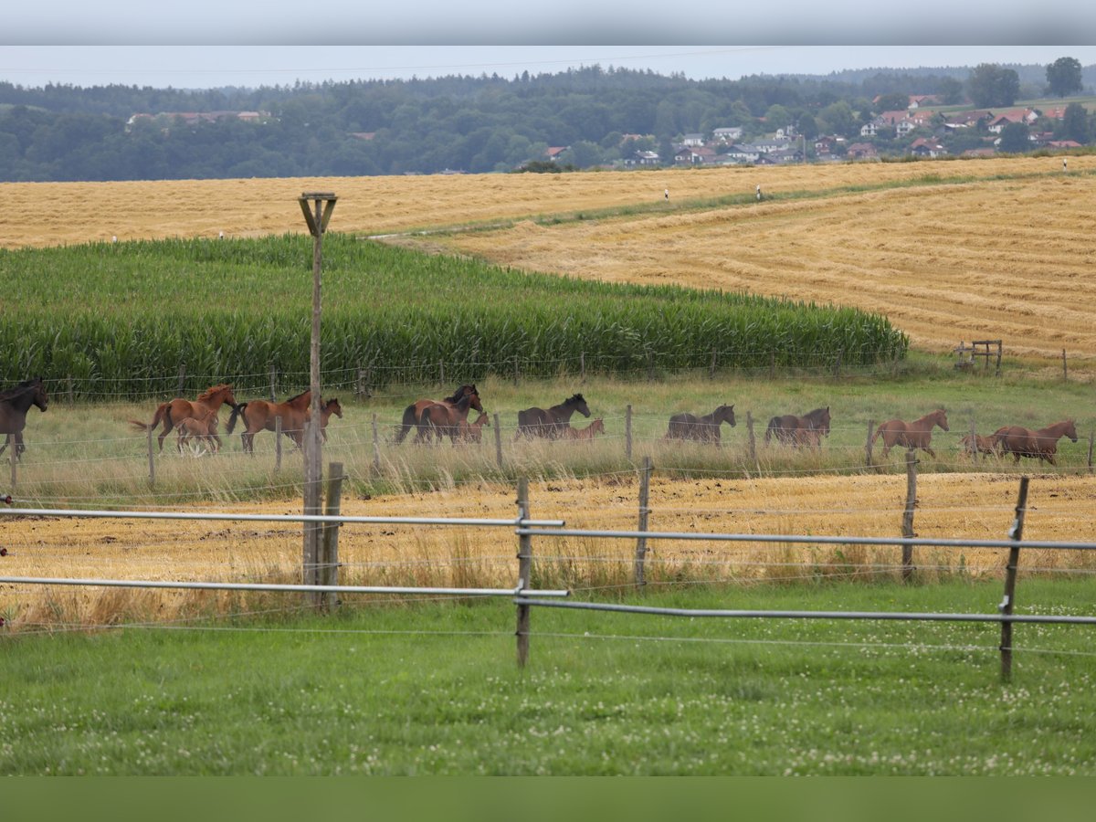 Cheval de sport allemand Jument 10 Ans Noir in Postmünster