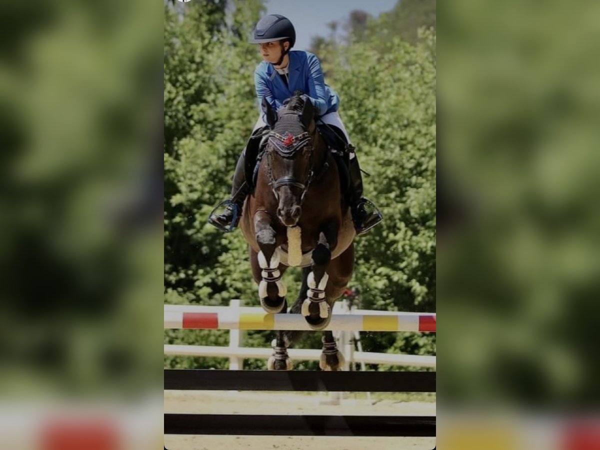 Cheval de sport allemand Jument 11 Ans 165 cm Noir in NusplingenNusplingen