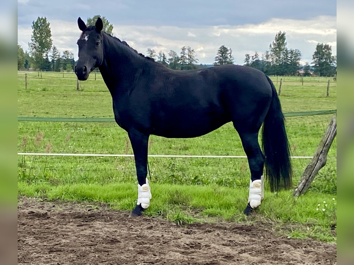 Cheval de sport allemand Jument 11 Ans 166 cm Noir in Beelitz