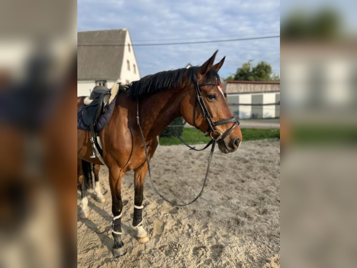 Cheval de sport allemand Jument 11 Ans 167 cm Bai in Claußnitz