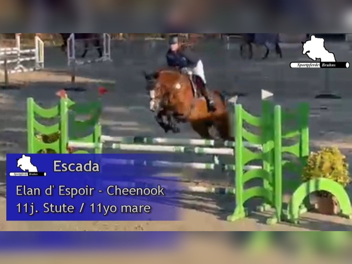 Cheval de sport allemand Jument 11 Ans 167 cm Bai in Gadow Cheval de sport allemand Jument 11 Ans 167 cm Bai in Gadow