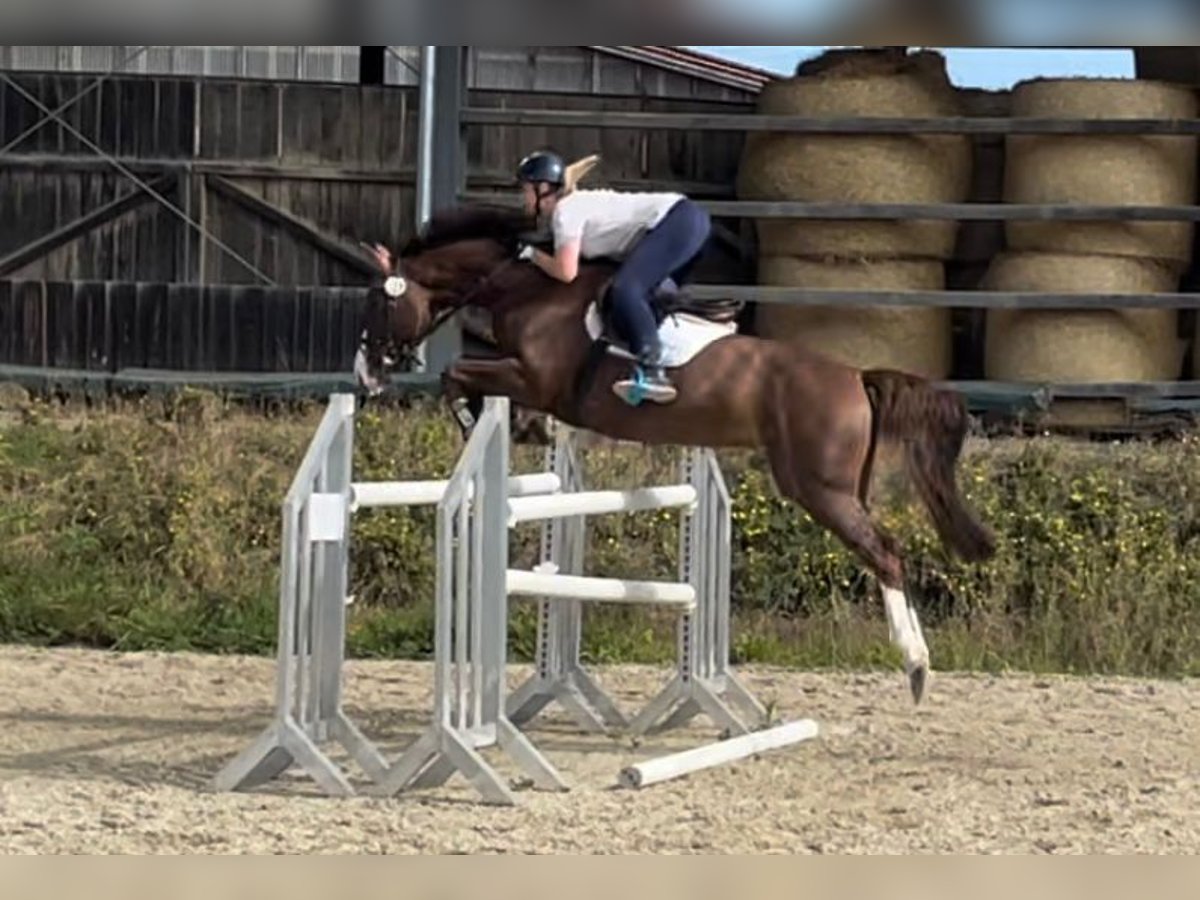 Cheval de sport allemand Jument 11 Ans 172 cm Alezan brûlé in Mainburg