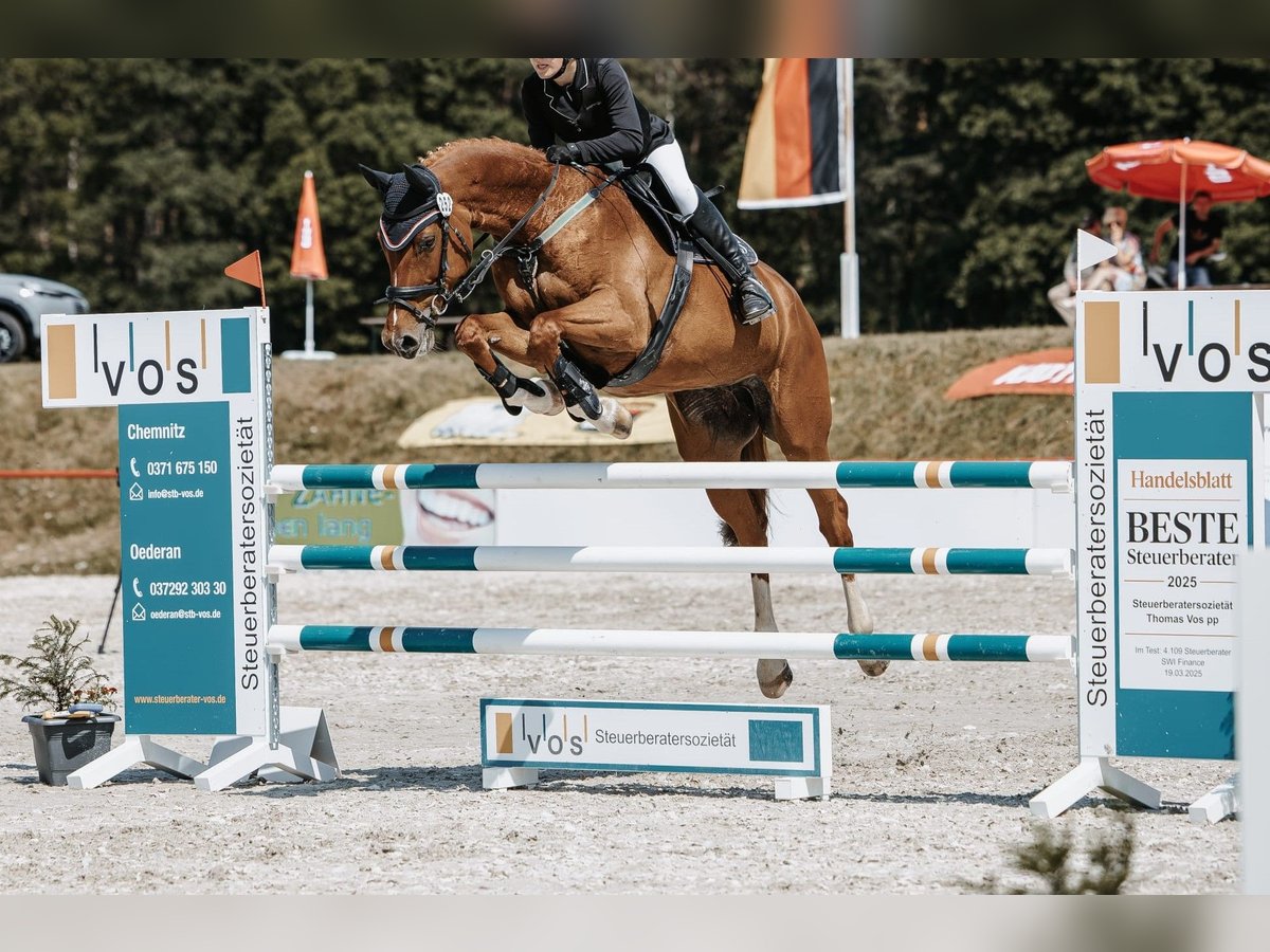 Cheval de sport allemand Jument 11 Ans 172 cm Alezan in Hartmannsdorf Cheval de sport allemand Jument 11 Ans 172 cm Alezan in Hartmannsdorf