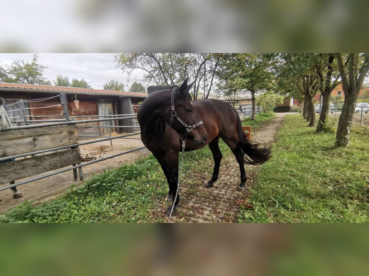 Cheval de sport allemand Jument 11 Ans 174 cm Bai brun in Heilbronn