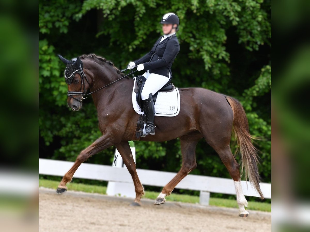 Cheval de sport allemand Jument 11 Ans 176 cm Alezan brûlé in Tuntenhausen