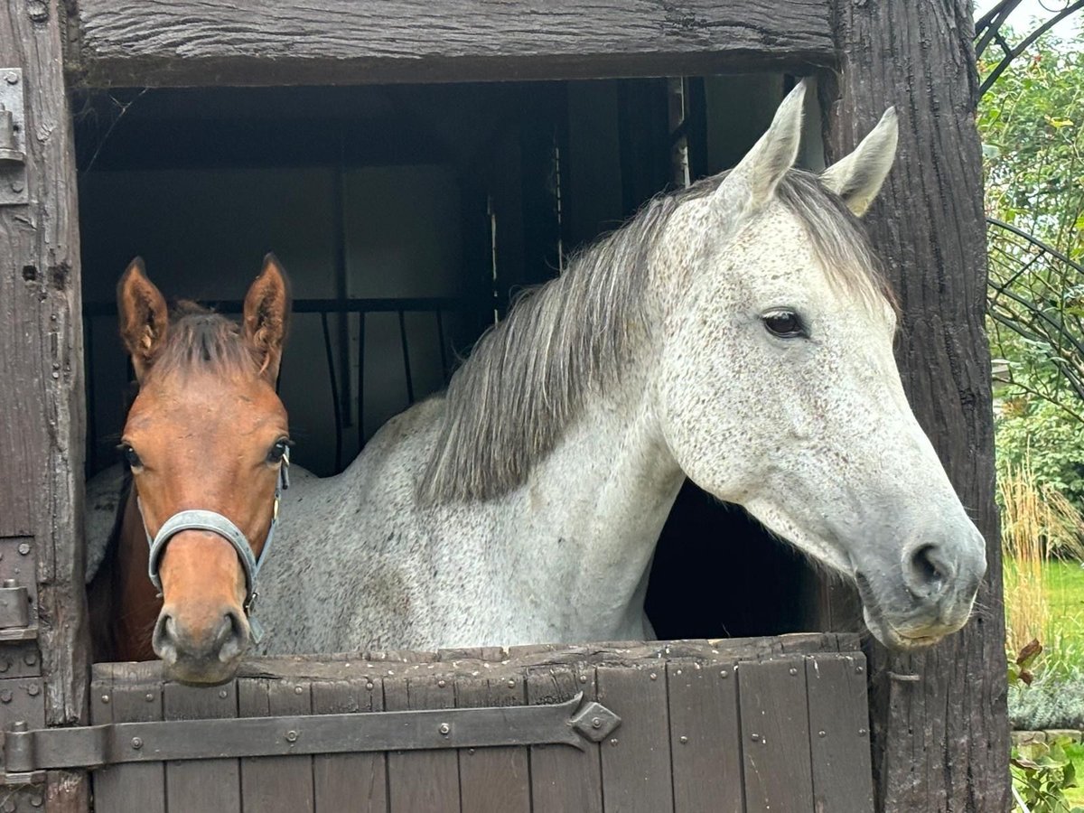 Cheval de sport allemand Jument 12 Ans 170 cm Gris in Hanstedt