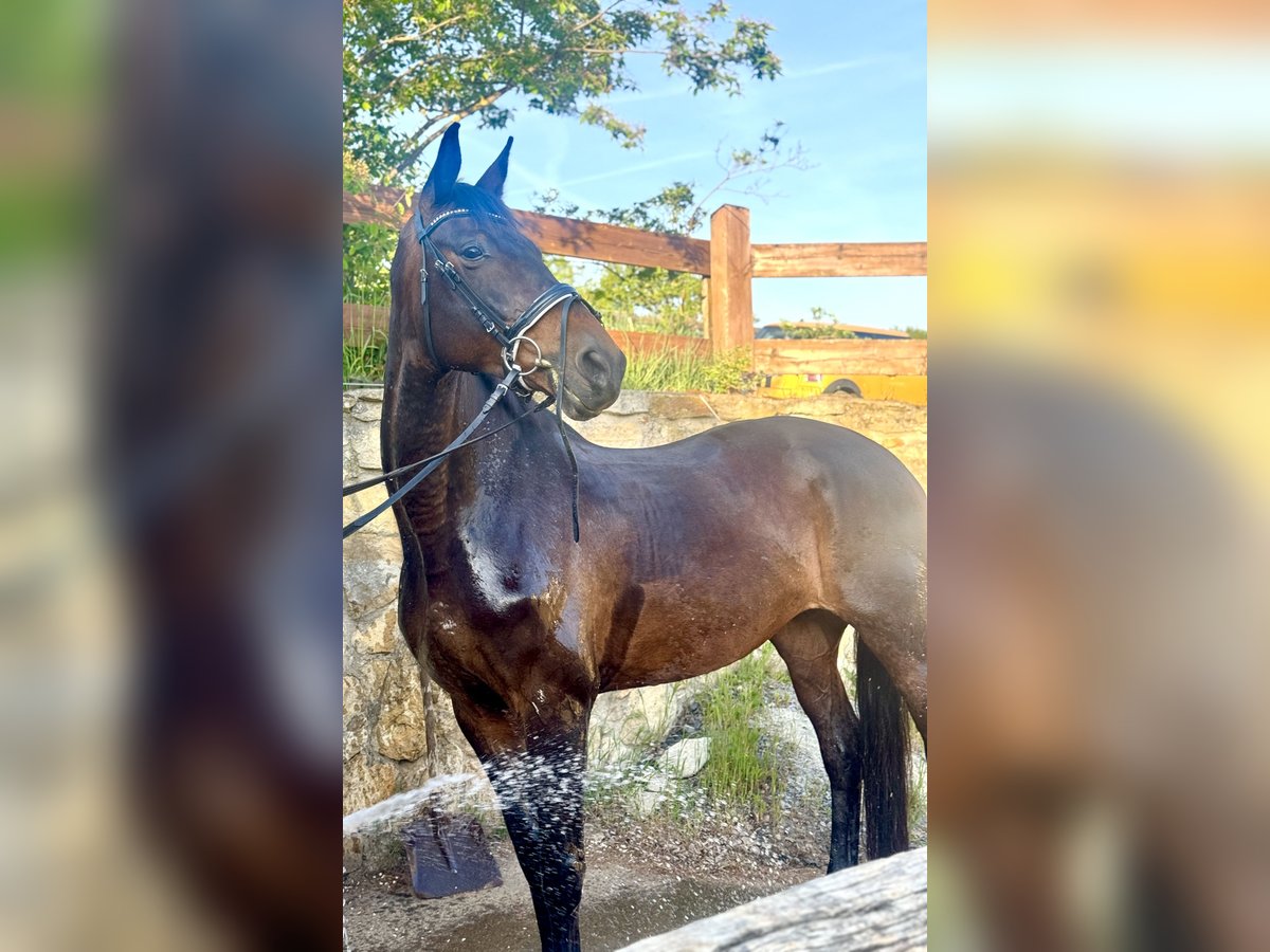 Cheval de sport allemand Jument 12 Ans 173 cm Bai in Leipzig