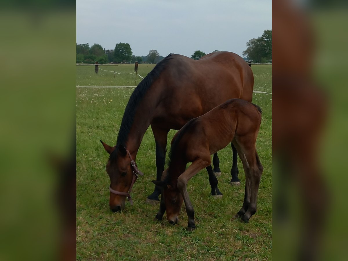 Cheval de sport allemand Jument 13 Ans 168 cm Bai in Gröditz