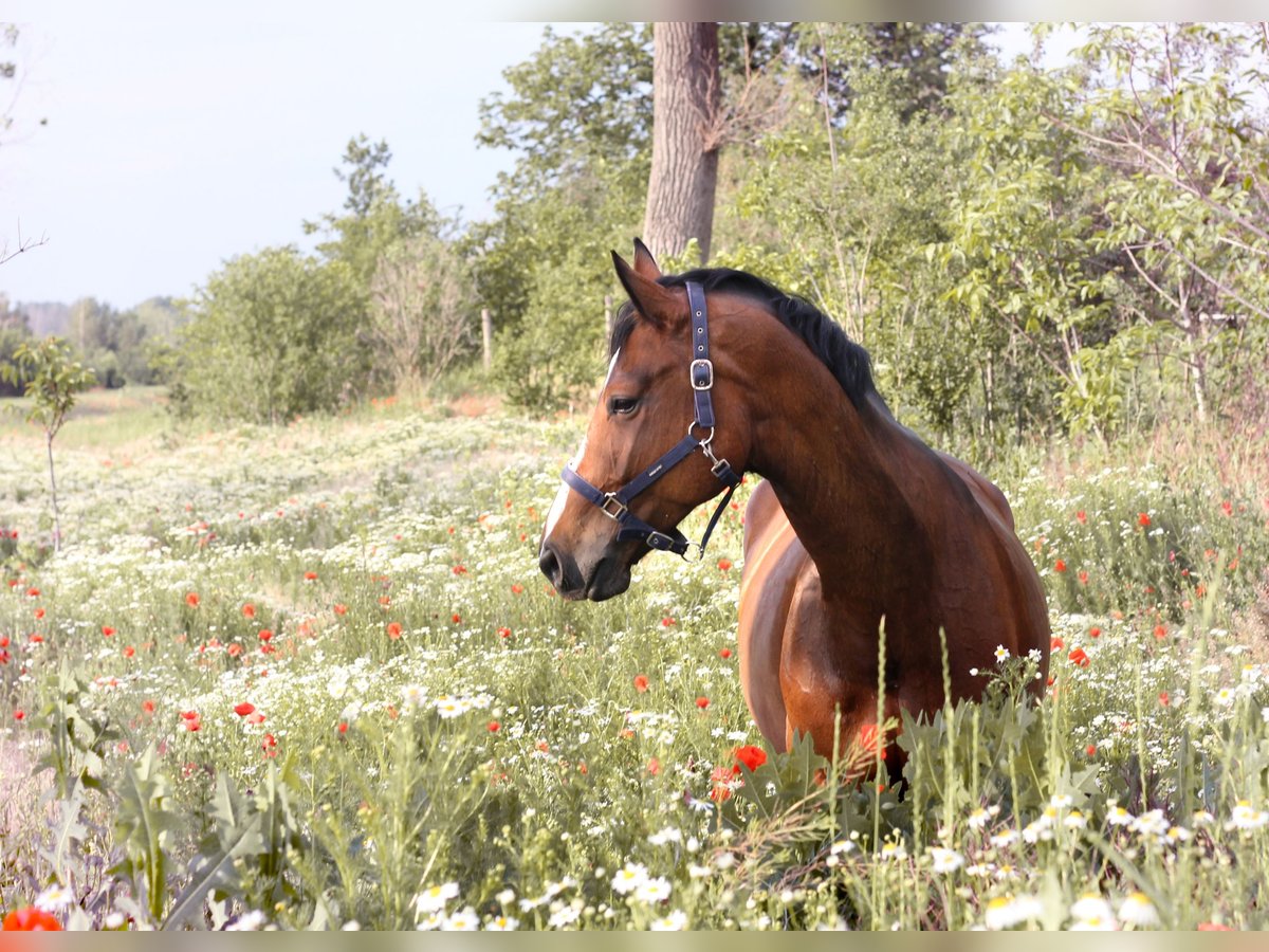 Cheval de sport allemand Jument 13 Ans 168 cm in Meisdorf