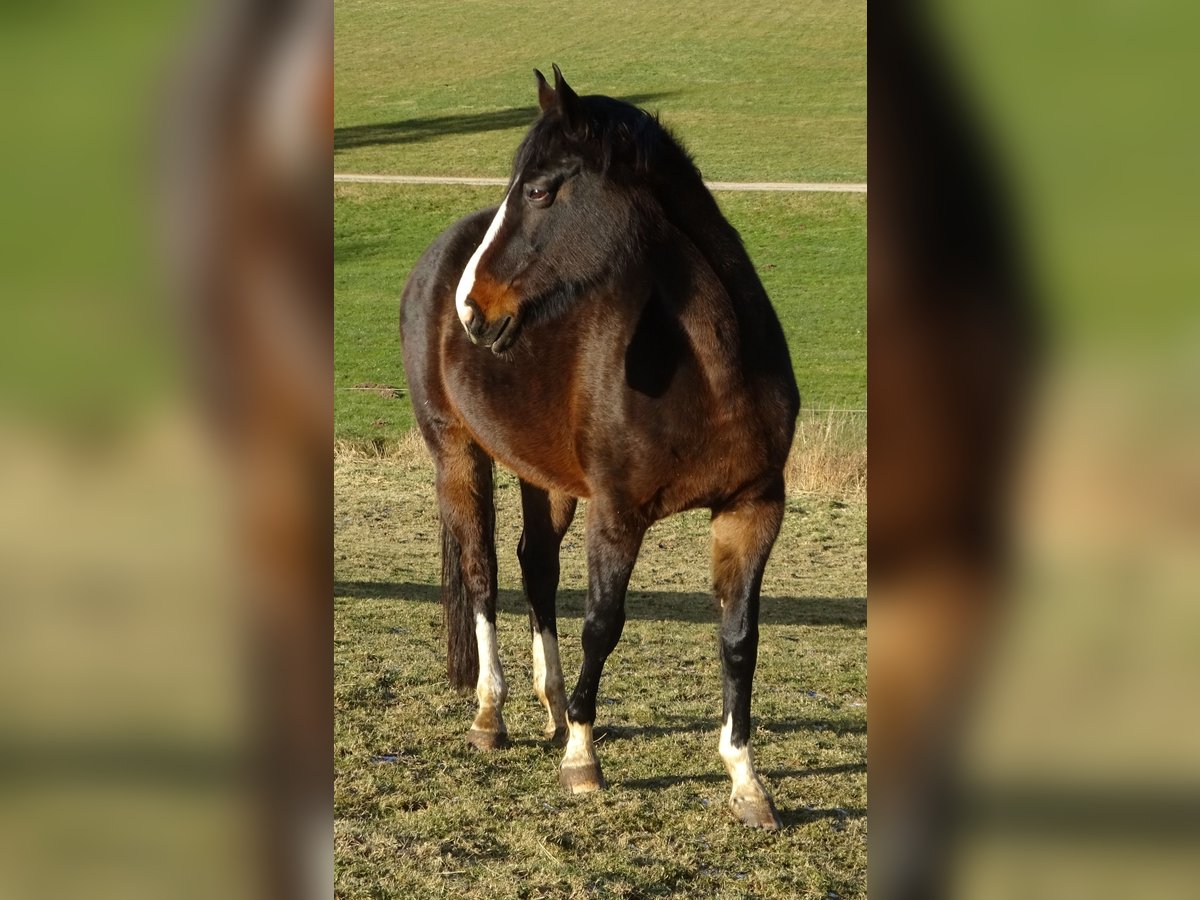 Cheval de sport allemand Jument 13 Ans 169 cm Bai brun foncé in Allershausen