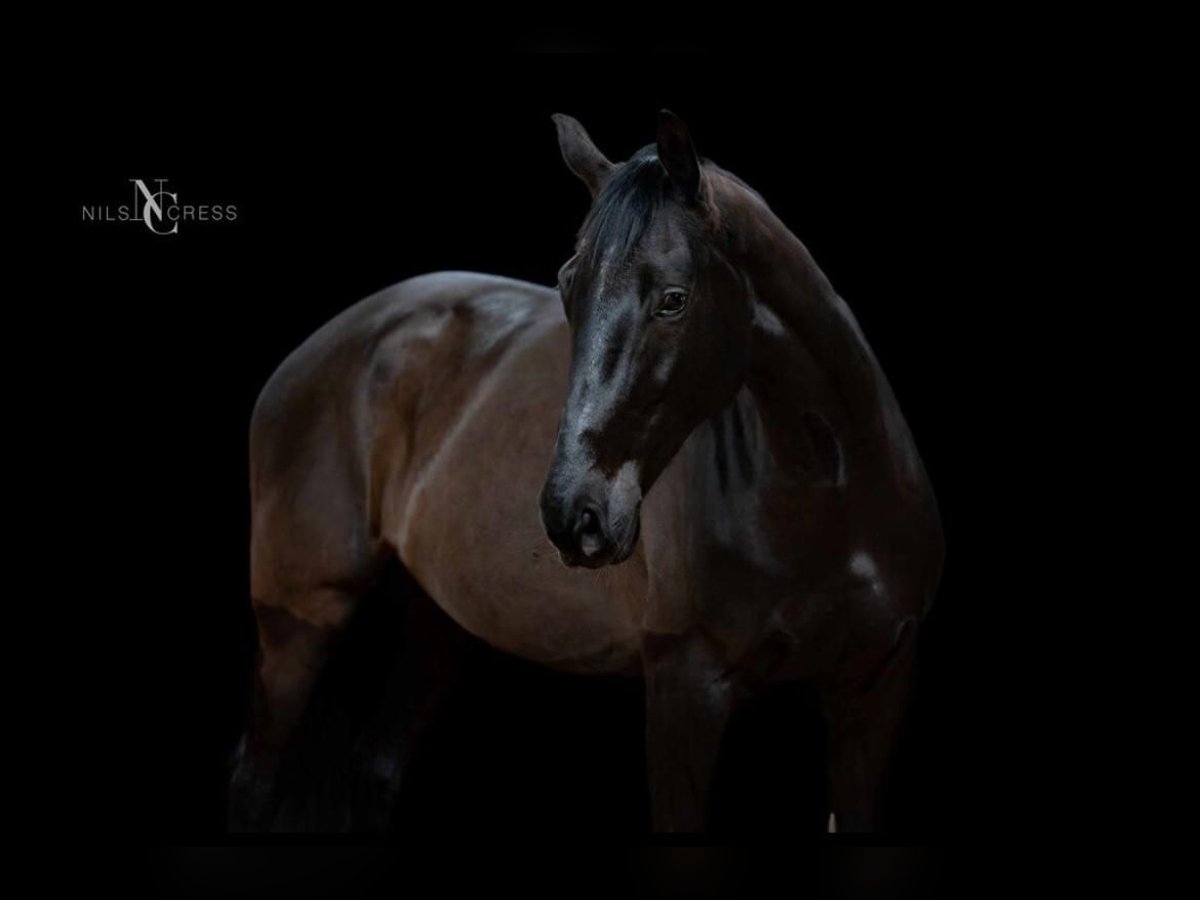 Cheval de sport allemand Jument 13 Ans 169 cm Noir in Laubach