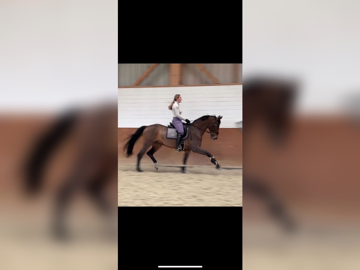 Cheval de sport allemand Jument 14 Ans 162 cm Bai in Voltlage