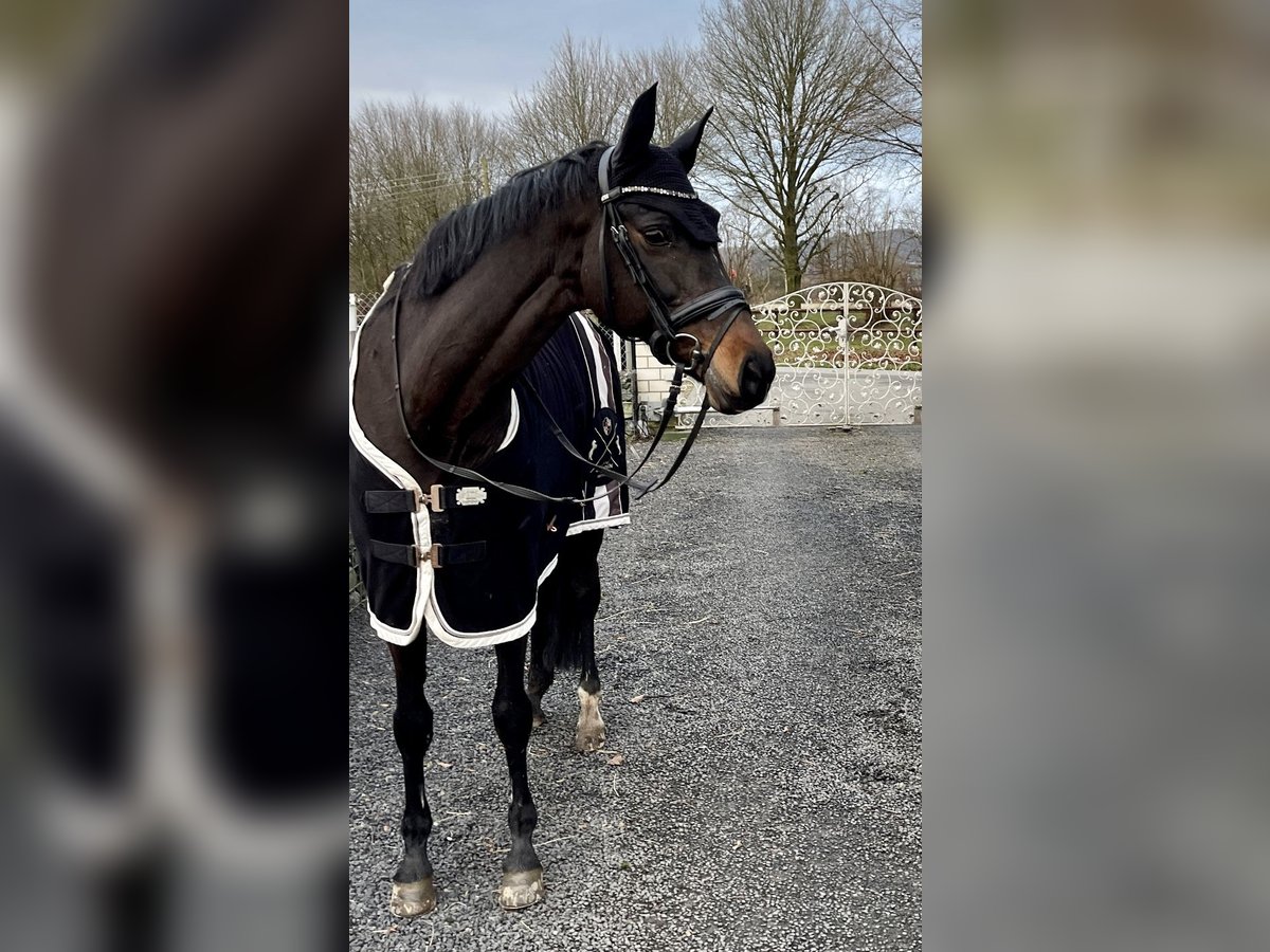 Cheval de sport allemand Jument 14 Ans 168 cm Bai brun in Menden