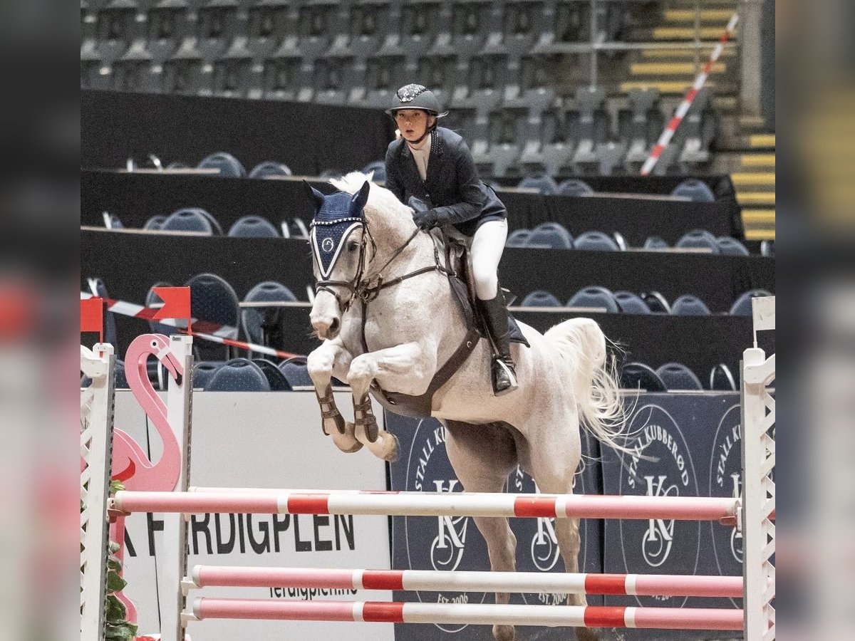 Cheval de sport allemand Jument 14 Ans 170 cm Blanc in Blomsterdalen