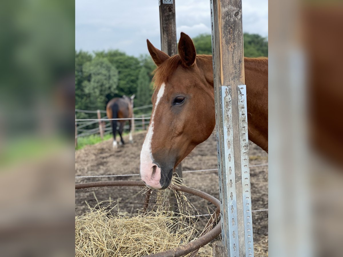 Cheval de sport allemand Croisé Jument 15 Ans 162 cm Alezan in Gevelsberg