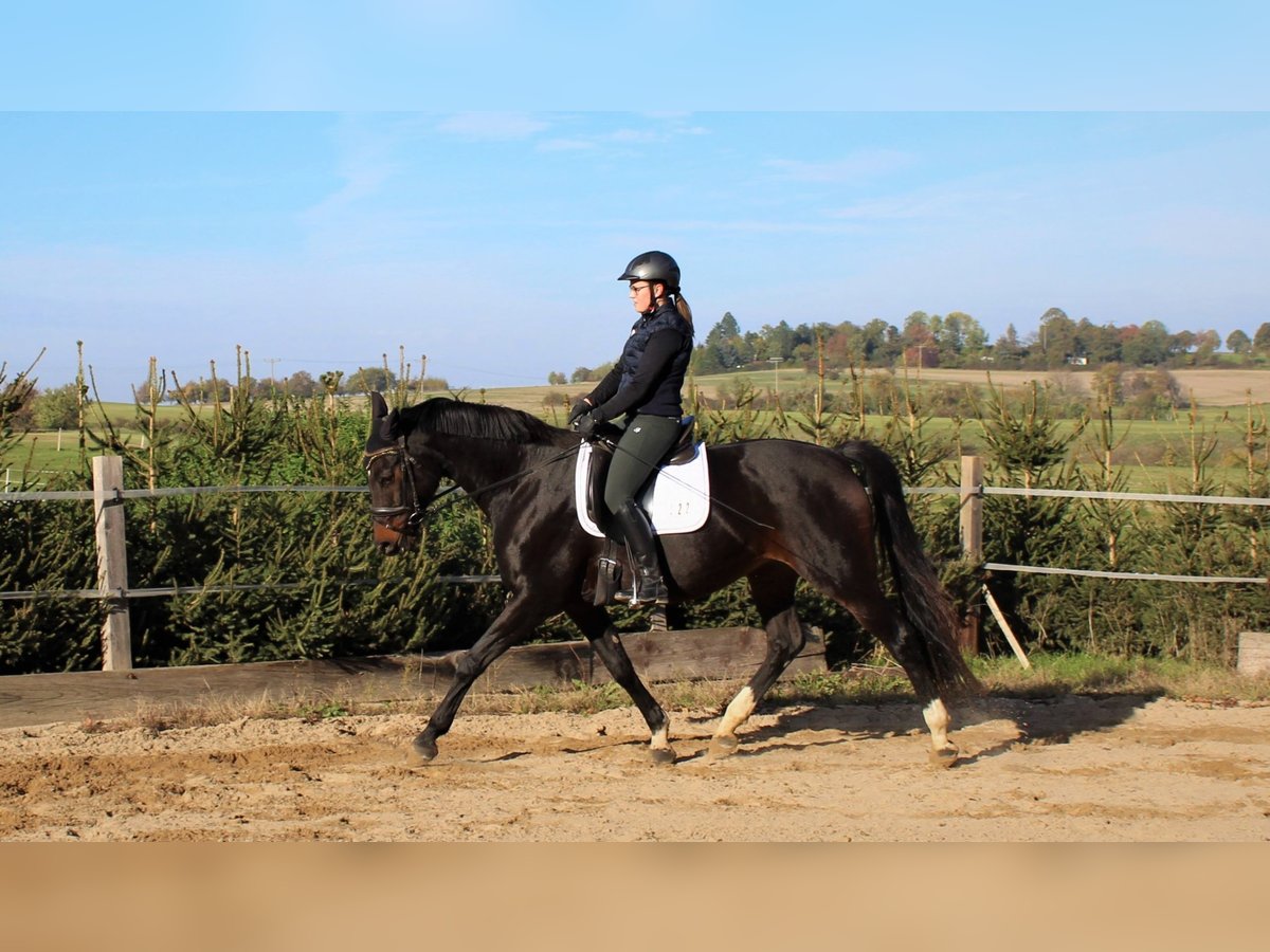 Cheval de sport allemand Jument 15 Ans 165 cm Bai brun in Liebstadt