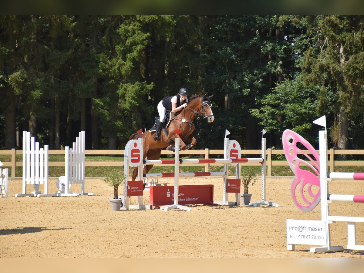 Cheval de sport allemand Jument 15 Ans 167 cm Alezan in Schwandorf