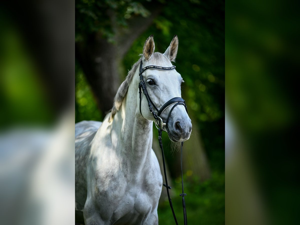 Cheval de sport allemand Jument 15 Ans Gris in Drei Gleichen